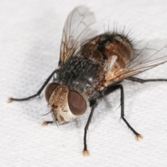 Calliphora augur at Melba, ACT - 7 Feb 2021