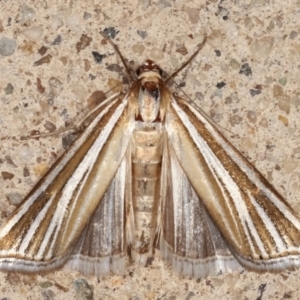 Hednota species near grammellus at Melba, ACT - 7 Feb 2021 10:29 PM