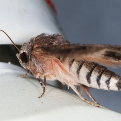 Eudesmeola lawsoni (Lawson's Night Moth) at Melba, ACT - 7 Feb 2021 by kasiaaus
