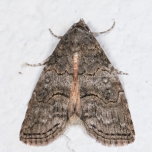 Calathusa sp nr dispila at Melba, ACT - 7 Feb 2021