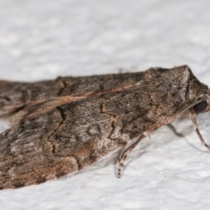 Calathusa sp nr dispila at Melba, ACT - 7 Feb 2021