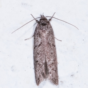 Oenochroa and Artiastis (genera) at Melba, ACT - 7 Feb 2021 10:48 PM