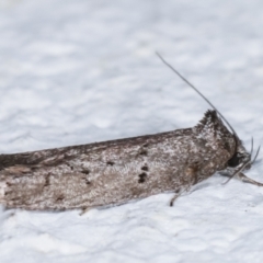 Oenochroa and Artiastis (genera) at Melba, ACT - 7 Feb 2021 10:48 PM