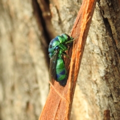 Stilbum cyanurum (Large Cuckoo Wasp) at Lions Youth Haven - Westwood Farm A.C.T. - 10 Feb 2021 by HelenCross