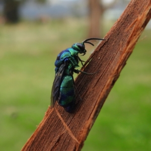 Stilbum cyanurum at Lions Youth Haven - Westwood Farm A.C.T. - 11 Feb 2021