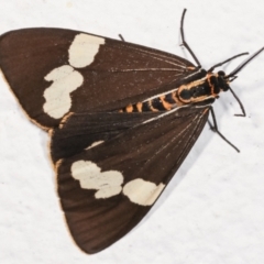 Nyctemera amicus (Senecio Moth, Magpie Moth, Cineraria Moth) at Melba, ACT - 7 Feb 2021 by kasiaaus