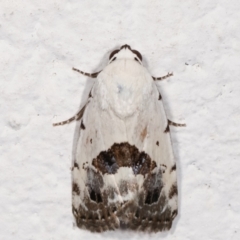 Armactica conchidia (Conchidia Moth) at Melba, ACT - 8 Feb 2021 by kasiaaus