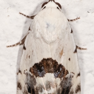 Armactica conchidia at Melba, ACT - 8 Feb 2021 01:07 AM