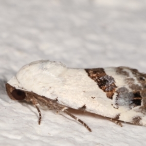 Armactica conchidia at Melba, ACT - 8 Feb 2021