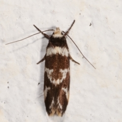 Isomoralla eriscota (A concealer moth) at Melba, ACT - 7 Feb 2021 by kasiaaus