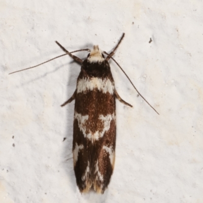 Isomoralla eriscota (A concealer moth) at Melba, ACT - 7 Feb 2021 by kasiaaus