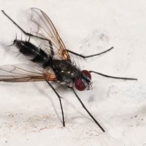 Sumpigaster sp. (genus) at Melba, ACT - 8 Feb 2021