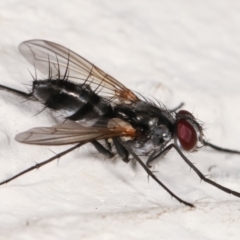 Sumpigaster sp. (genus) at Melba, ACT - 8 Feb 2021