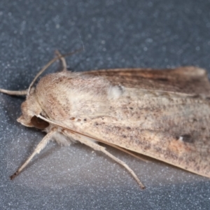 Mythimna (Pseudaletia) convecta at Melba, ACT - 8 Feb 2021