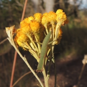 Orthodera ministralis at Bungendore, NSW - 5 Jan 2021