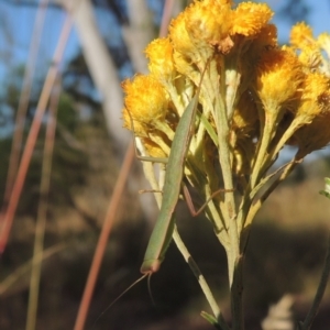 Orthodera ministralis at Bungendore, NSW - 5 Jan 2021 07:19 PM