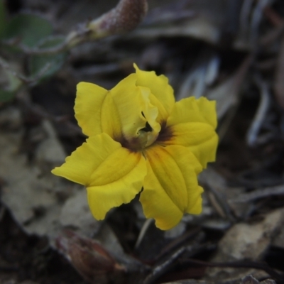 Goodenia hederacea (Ivy Goodenia) at Bungendore, NSW - 5 Jan 2021 by MichaelBedingfield