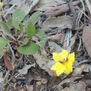 Goodenia hederacea at Bungendore, NSW - 5 Jan 2021 07:27 PM