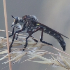 Chrysopogon sp. (genus) (a robber fly) at Bungendore, NSW - 5 Jan 2021 by MichaelBedingfield