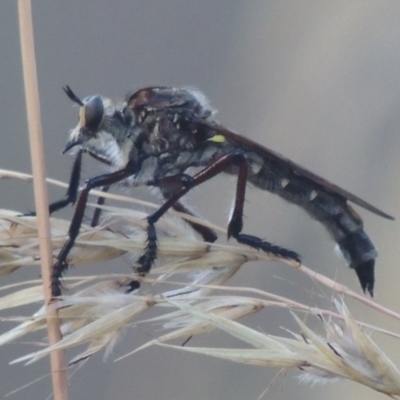 Chrysopogon sp. (genus) (a robber fly) at Bungendore, NSW - 5 Jan 2021 by michaelb