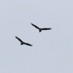 Aquila audax (Wedge-tailed Eagle) at Paddys River, ACT - 10 Feb 2021 by RodDeb