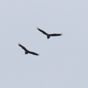 Aquila audax at Paddys River, ACT - 10 Feb 2021 11:39 AM