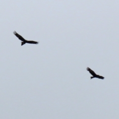 Aquila audax at Paddys River, ACT - 10 Feb 2021 11:39 AM