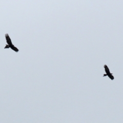 Aquila audax at Paddys River, ACT - 10 Feb 2021 11:39 AM