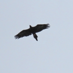 Aquila audax at Paddys River, ACT - 10 Feb 2021 11:39 AM