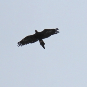 Aquila audax at Paddys River, ACT - 10 Feb 2021 11:39 AM