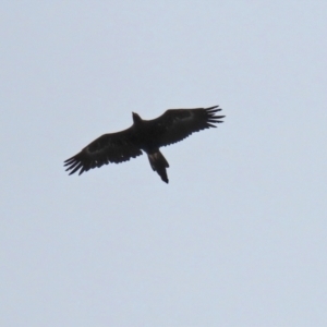 Aquila audax at Paddys River, ACT - 10 Feb 2021