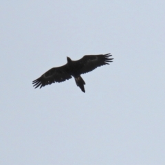 Aquila audax at Paddys River, ACT - 10 Feb 2021