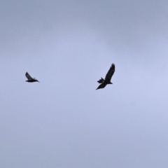 Aquila audax at Paddys River, ACT - 10 Feb 2021 11:39 AM