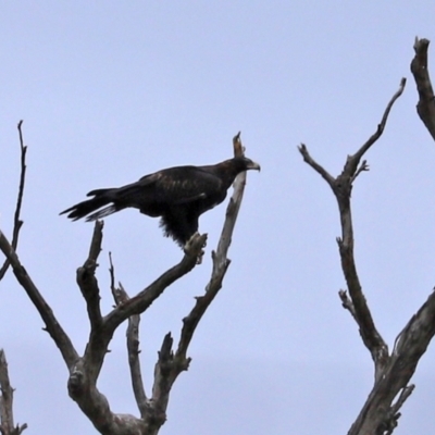 Aquila audax (Wedge-tailed Eagle) at Paddys River, ACT - 10 Feb 2021 by RodDeb
