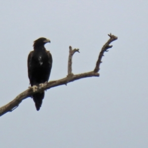 Aquila audax at Paddys River, ACT - 10 Feb 2021