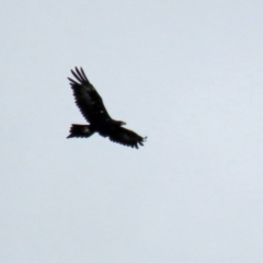 Aquila audax at Paddys River, ACT - 10 Feb 2021