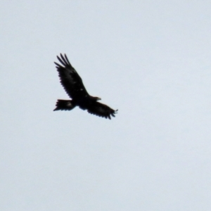 Aquila audax at Paddys River, ACT - 10 Feb 2021