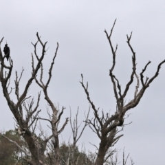 Aquila audax at Paddys River, ACT - 10 Feb 2021