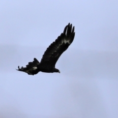 Aquila audax at Paddys River, ACT - 10 Feb 2021 11:55 AM