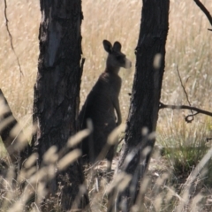 Macropus giganteus (Eastern Grey Kangaroo) at Albury - 11 Feb 2021 by PaulF