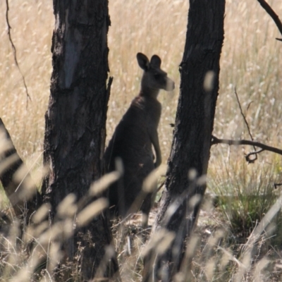 Macropus giganteus (Eastern Grey Kangaroo) at Albury - 10 Feb 2021 by PaulF
