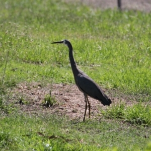 Egretta novaehollandiae at Lavington, NSW - 11 Feb 2021