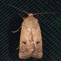 Proteuxoa tibiata (Horseshoe Noctuid) at Melba, ACT - 8 Feb 2021 by kasiaaus