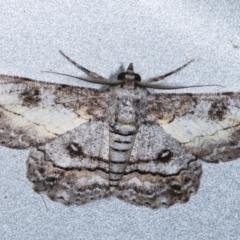 Cleora (genus) (A Looper Moth) at Melba, ACT - 8 Feb 2021 by kasiaaus