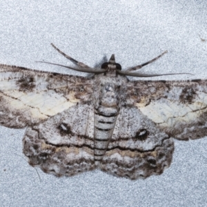 Cleora (genus) at Melba, ACT - 8 Feb 2021
