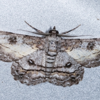 Cleora (genus) (A Looper Moth) at Melba, ACT - 8 Feb 2021 by kasiaaus