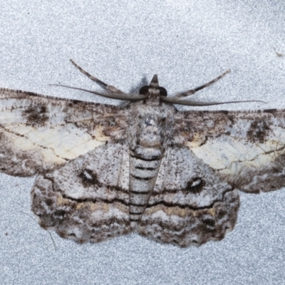 Cleora (genus) (A Looper Moth) at Melba, ACT - 7 Feb 2021 by kasiaaus