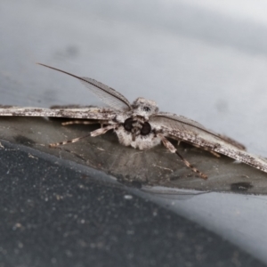 Cleora (genus) at Melba, ACT - 8 Feb 2021 01:14 AM