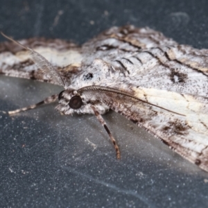 Cleora (genus) at Melba, ACT - 8 Feb 2021 01:14 AM