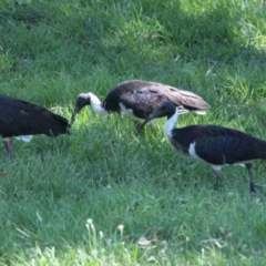 Threskiornis spinicollis (Straw-necked Ibis) at Albury - 11 Feb 2021 by PaulF